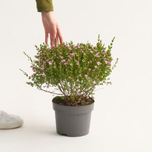 Korallenraute 'Pink Pearl'