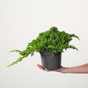 Kriechwacholder 'Nana'