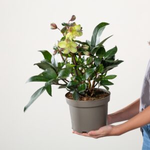 Lenzrose VIV® 'Valeria'
