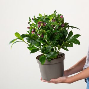 Lenzrose VIV® 'Victoria'