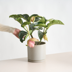 Medinilla 'Magnifica' Rosa - 2 Knospen