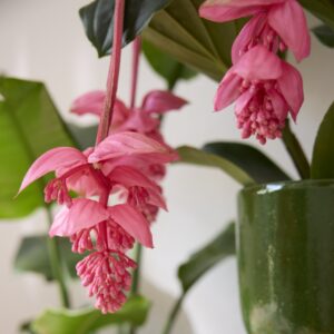 Medinilla 'Magnifica' Rosa - 6 Knospen