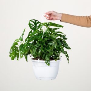 Monstera 'Adansonii' Ampel