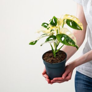 Monstera obliqua 'Variegata'