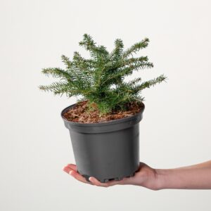 Nestfichte 'Nidiformis'
