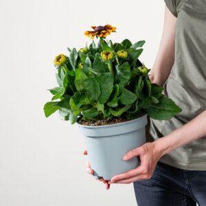 Orangener Sonnenhut 'Sunbeckia'