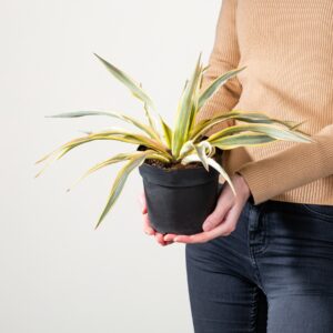 Palmlilie 'Bright Star'