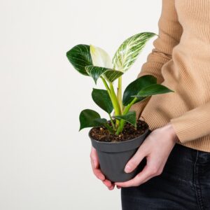 Philodendron 'Birkin'