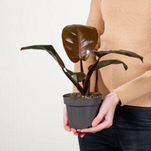 Philodendron 'Black Cardinal'