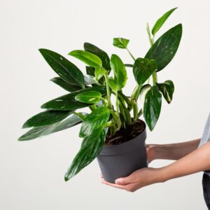 Philodendron 'Cobra'
