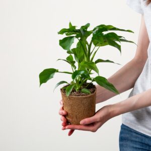 Philodendron 'Little Hope' - plastikfrei
