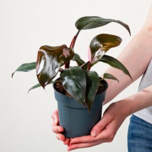 Philodendron 'Pink Princess'