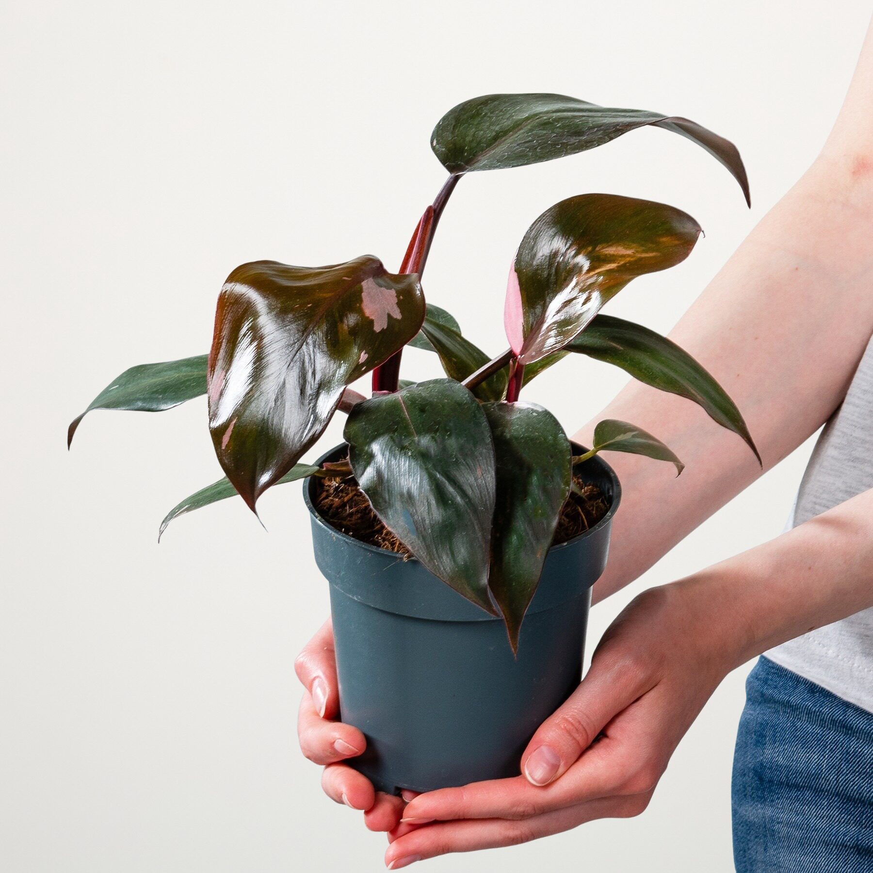Philodendron 'Pink Princess' - Blumenladen - Blumengeschfte in der Nhe