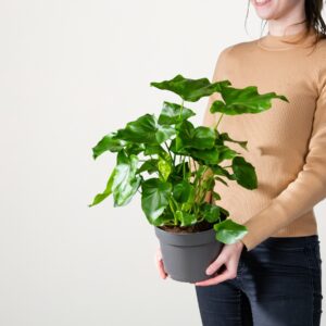 Philodendron 'Selloum'