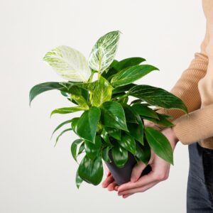Philodendron 'White Measure'