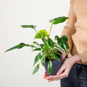 Philodendron 'White Wizard'