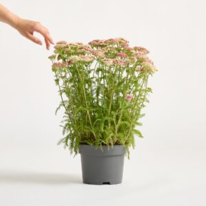 Pinkfarbene Schafgarbe