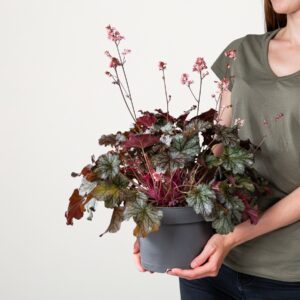 Purpurglöckchen 'Milan'
