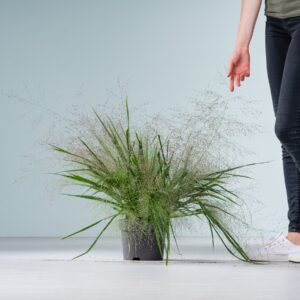 Purpur-Liebesgras