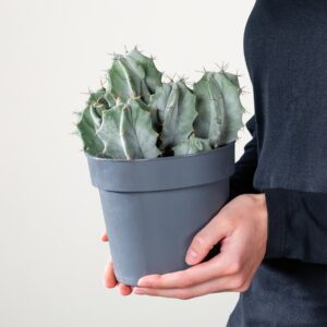 Ritter-Kaktus 'pruinosus'