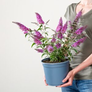 Rosa Schmetterlingsflieder