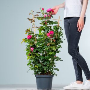 Kletterrose 'Fruity Parfuma'