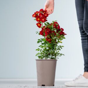 Rote Beetrose 'Bienenweide®'