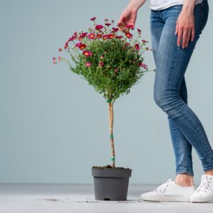 Rotes Margeriten-Stämmchen