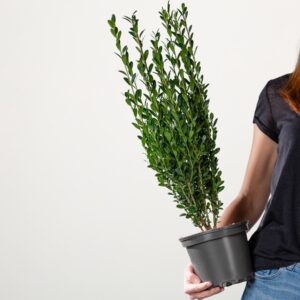 Säulen-Ilex 'Fastigiata'