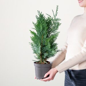 Scheinzypresse 'Columnaris'