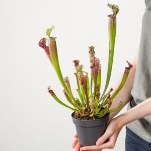 Schlauchpflanze 'Leucophylla compacta'