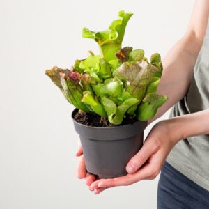 Schlauchpflanze 'Montana'
