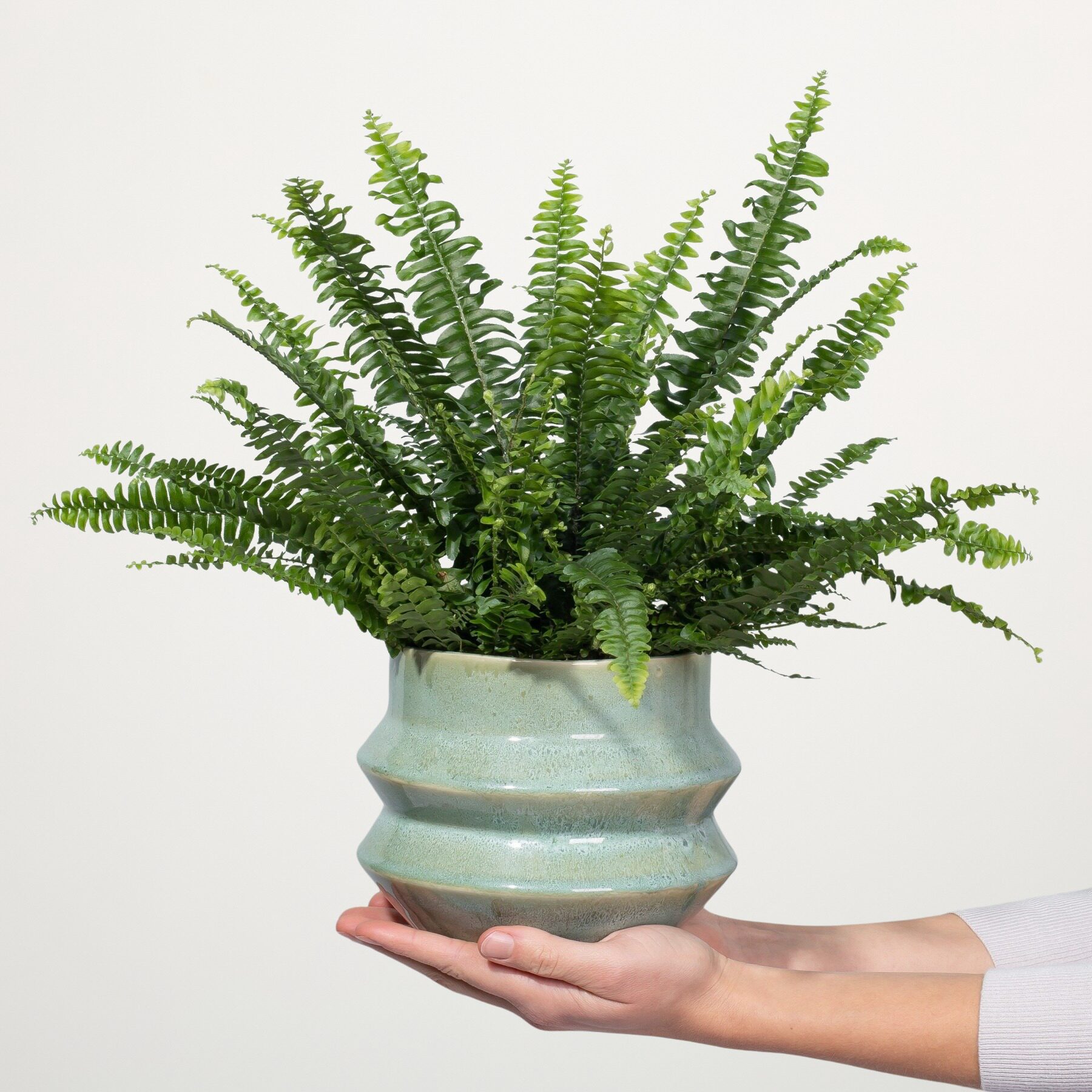 Schwertfarn 'Green Lady' S