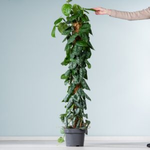Scindapsus 'Pictus' mit Rankhilfe