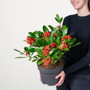 Skimmie 'Temptation' mit Beeren