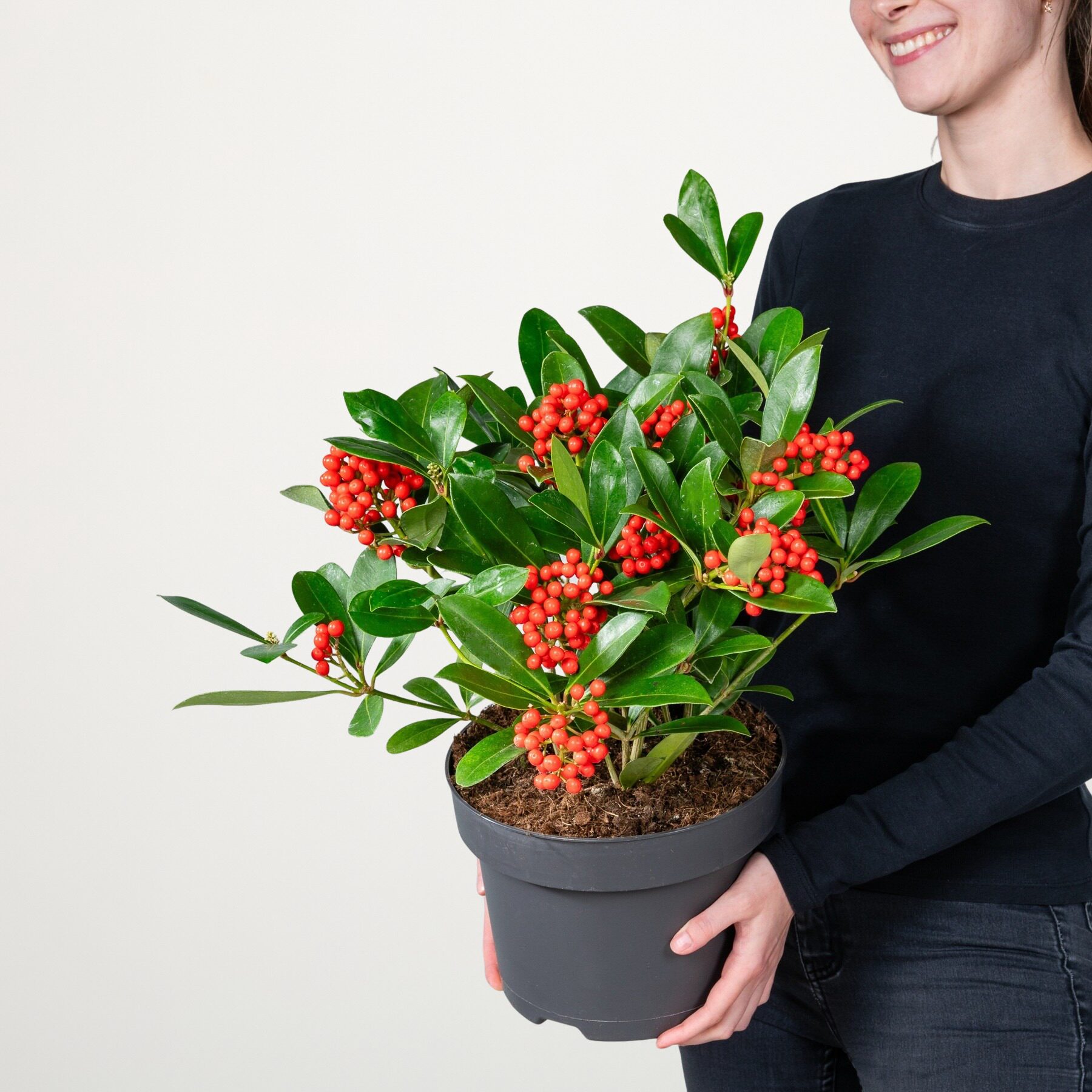 Skimmie 'Temptation' mit Beeren