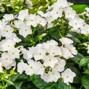 Phlox paniculata Weiß