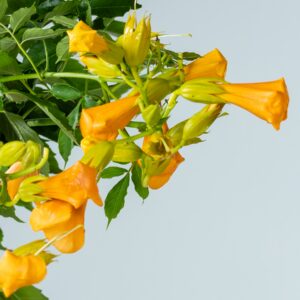 Trompetenblume 'Summer Jazz Gold'