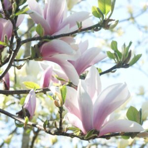 Tulpenmagnolie