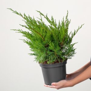 Wacholder 'Mint Julep'