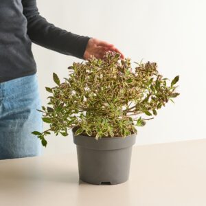 Weigelie 'Monet®'