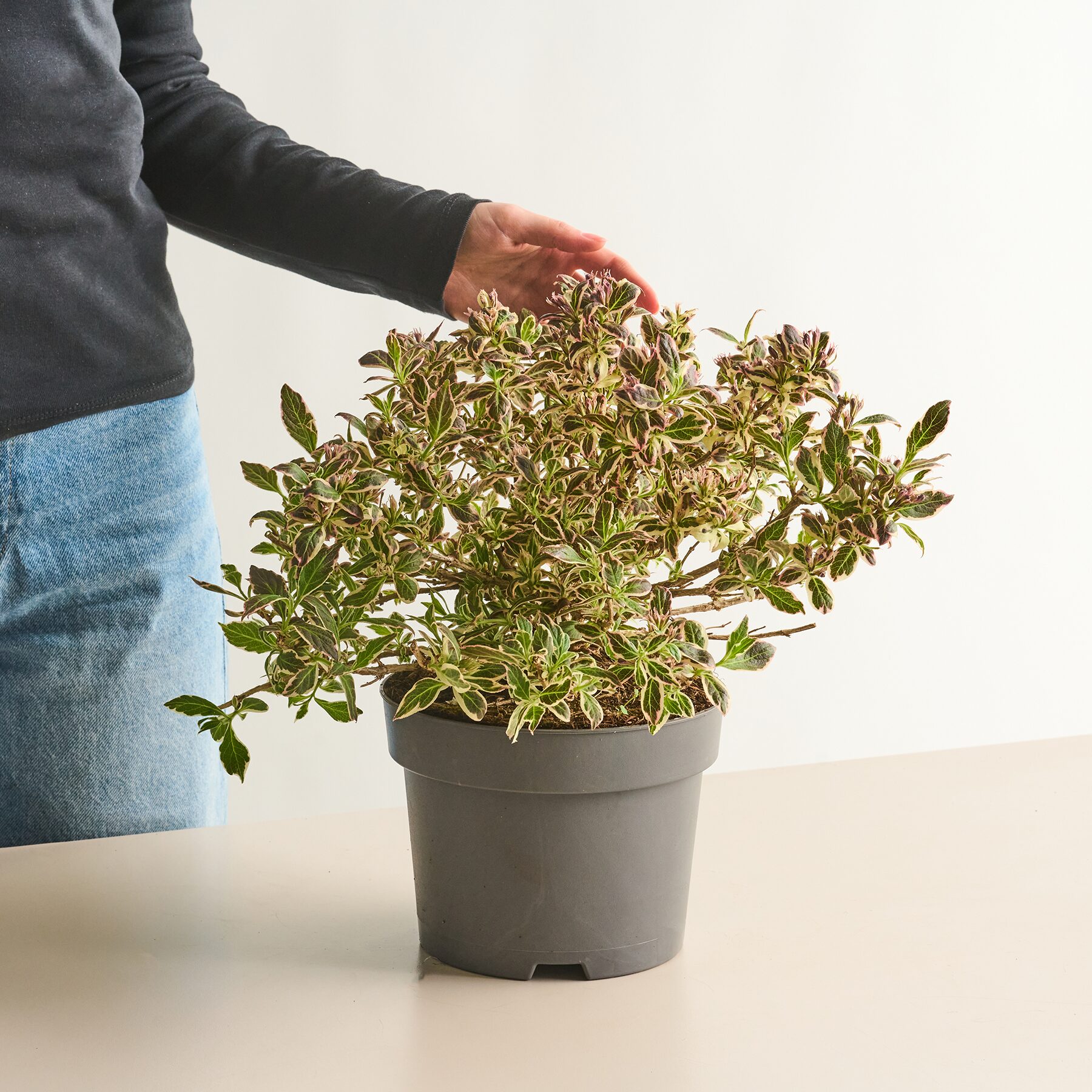 Weigelie 'Monet®'