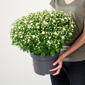 Weiße Chrysantheme Busch