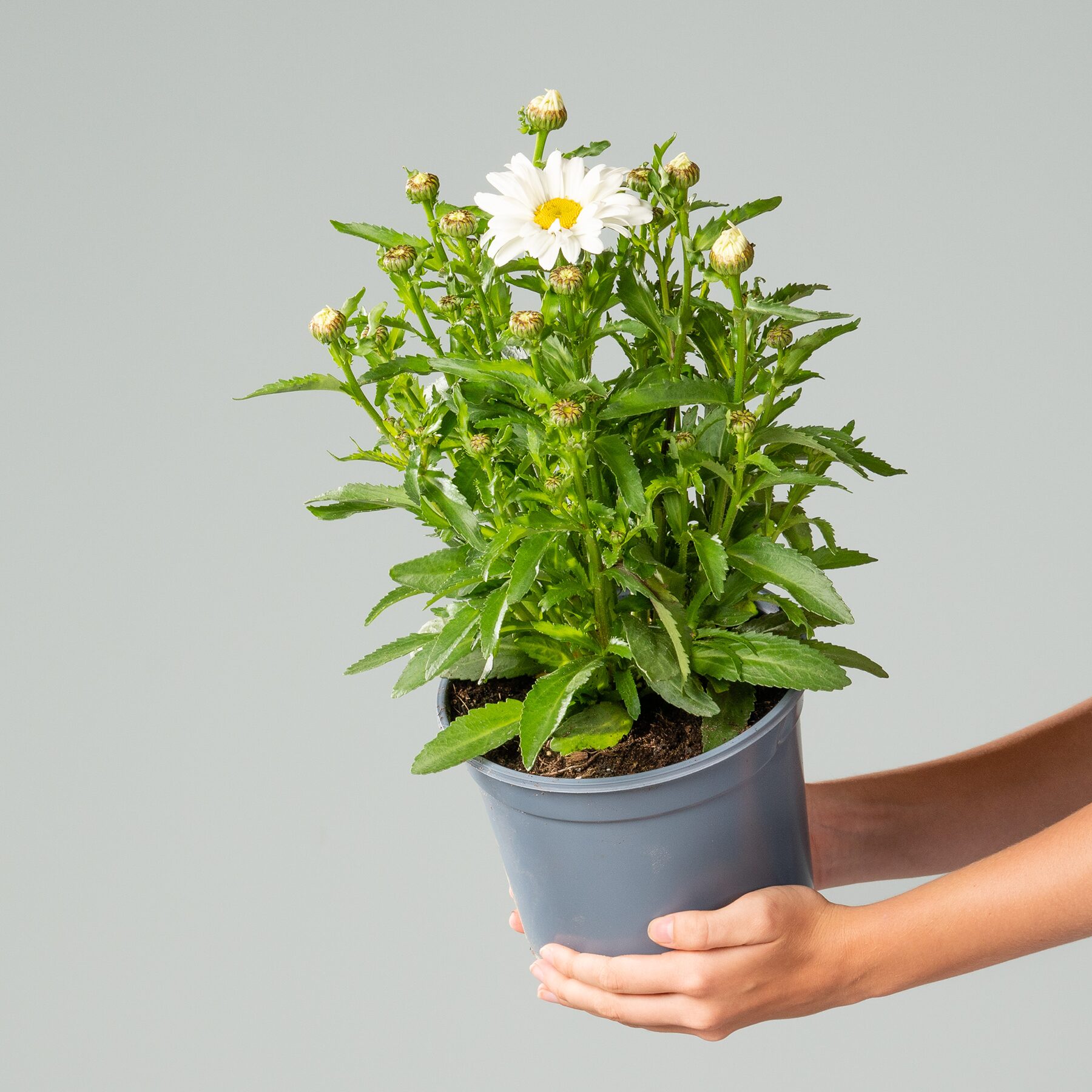 Weiße Sommermargerite M