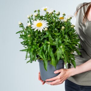 Weiße Sommermargerite L