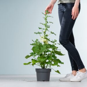 Weiße Stockrose