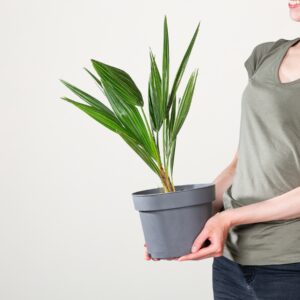 Zwergpalme 'Humilis'