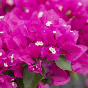 Bougainvillea 'Glabra' Pink als Blühpyramide
