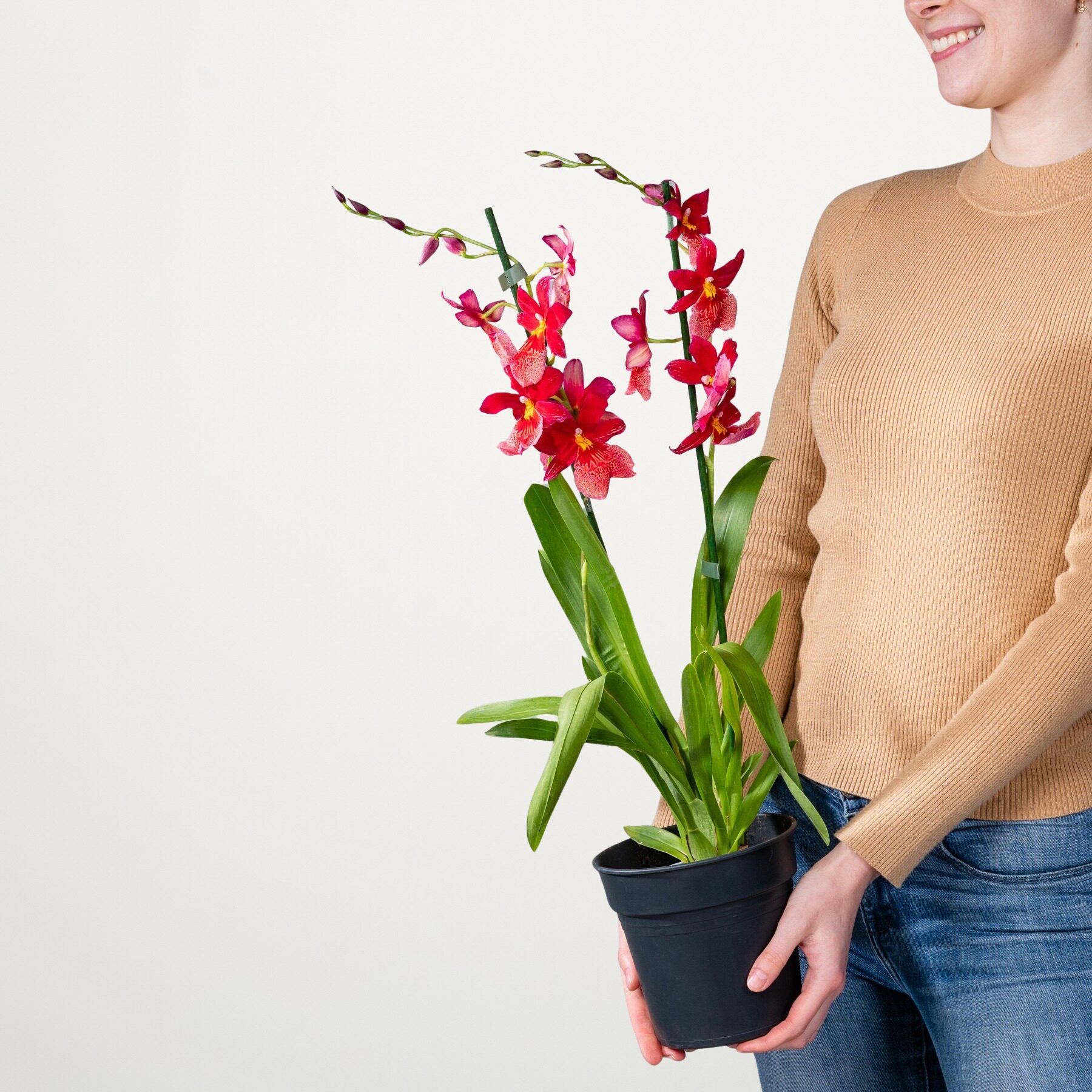 Cambria-Orchidee 'Nelly Isler'