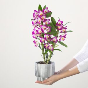 Dendrobium-Orchidee 'Nobile Akatsuki'
